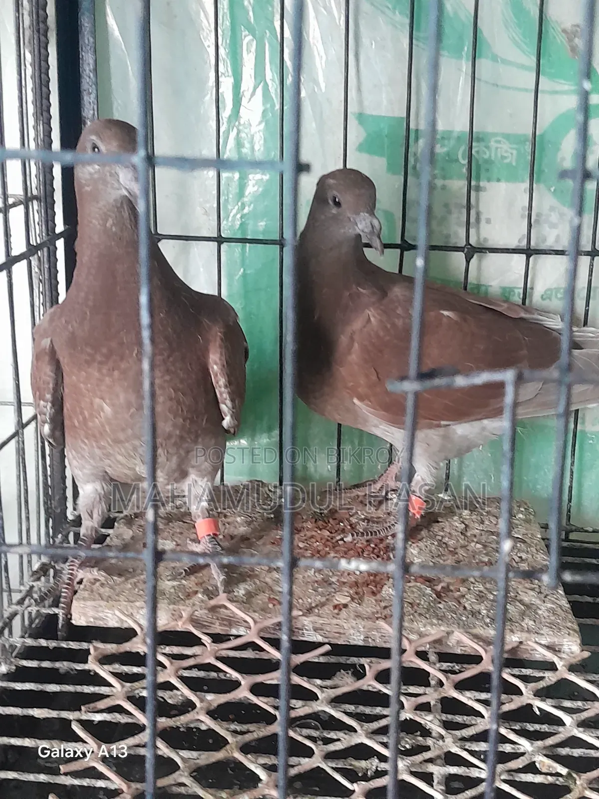 03 (Three) Pairs of Zero-Feather Pigeons for Sale