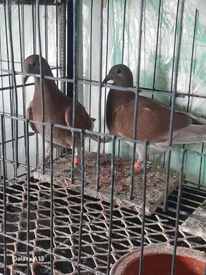 03 (Three) Pairs of Zero-Feather Pigeons for Sale