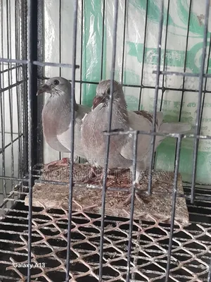 03 (Three) Pairs of Zero-Feather Pigeons for Sale