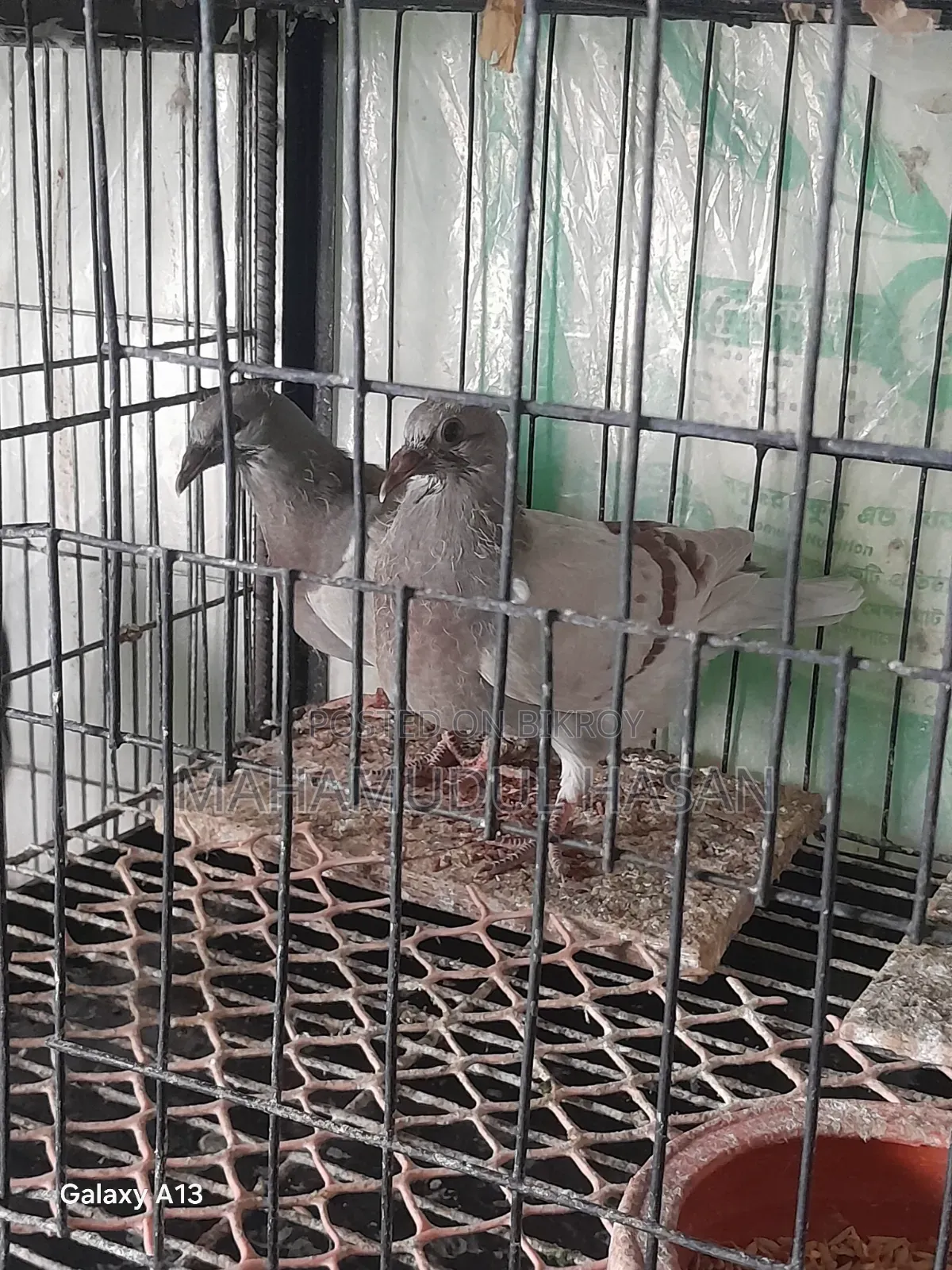 03 (Three) Pairs of Zero-Feather Pigeons for Sale