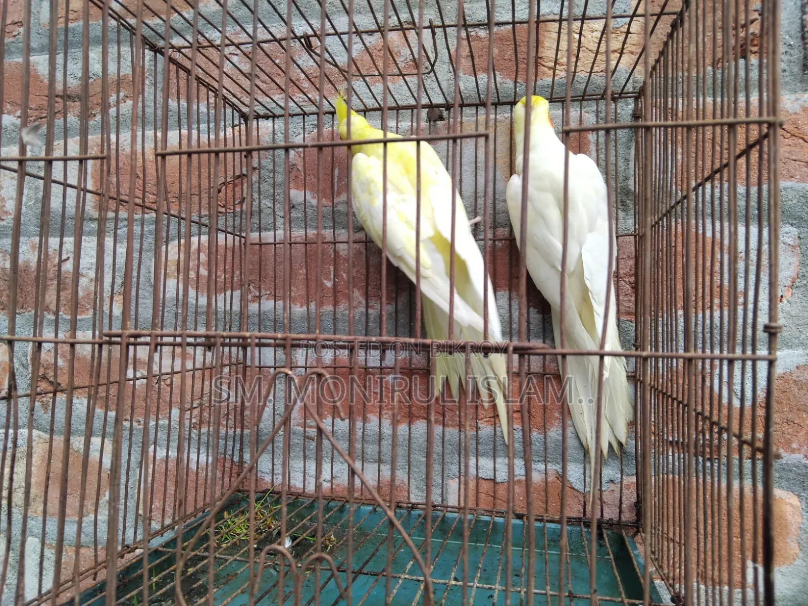 Running Cockatiel Pair