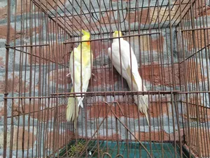 Running Cockatiel Pair