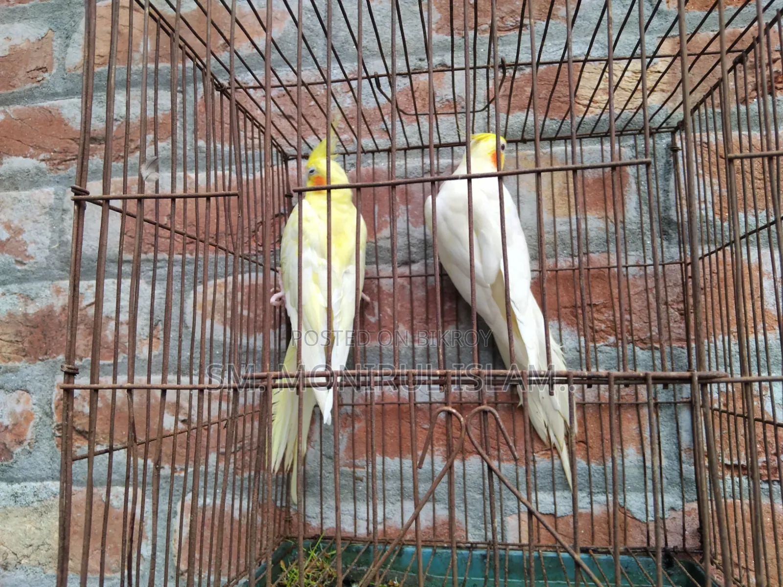 Running Cockatiel Pair