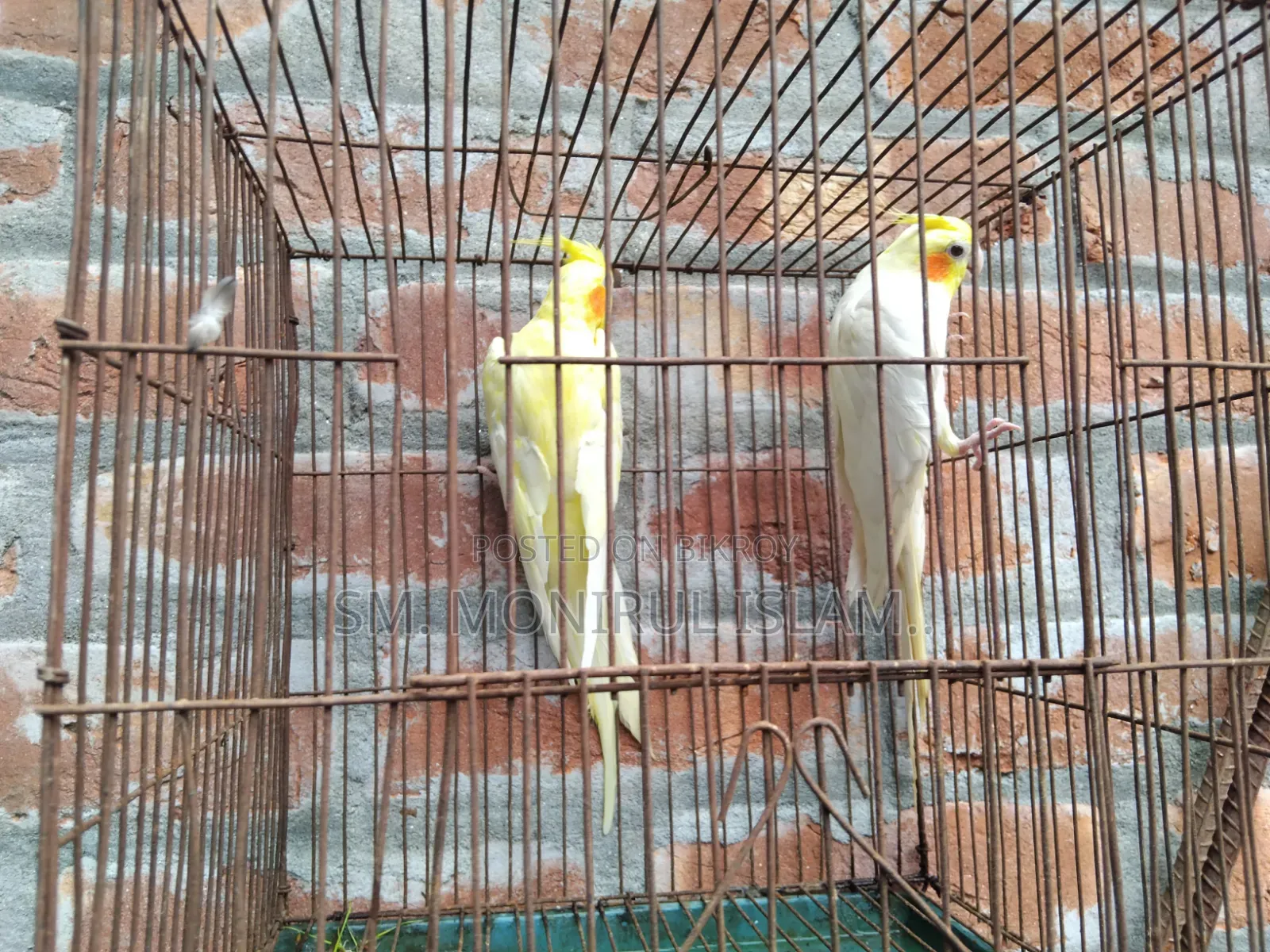Running Cockatiel Pair