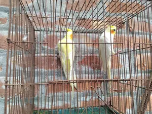Running Cockatiel Pair