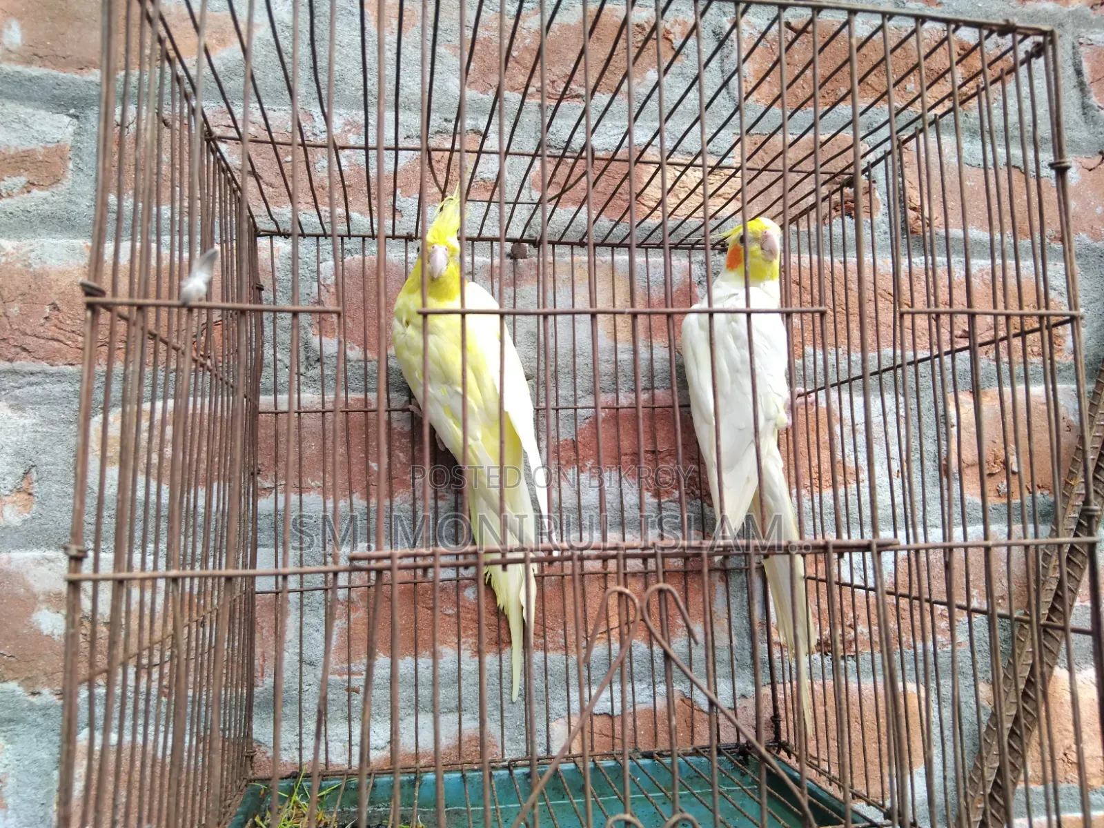 Running Cockatiel Pair