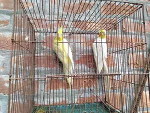 Running Cockatiel Pair