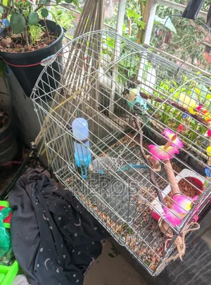 Budgie Birds