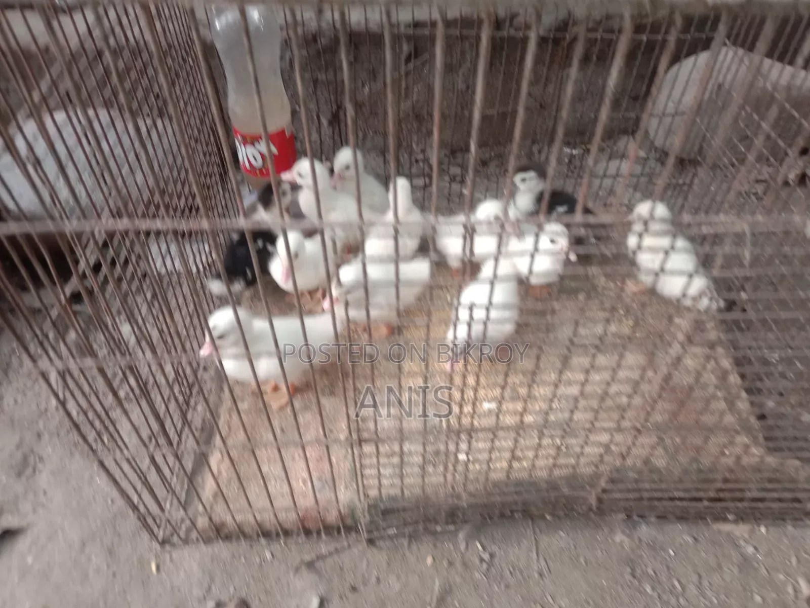 Chinese ducklings for sale.