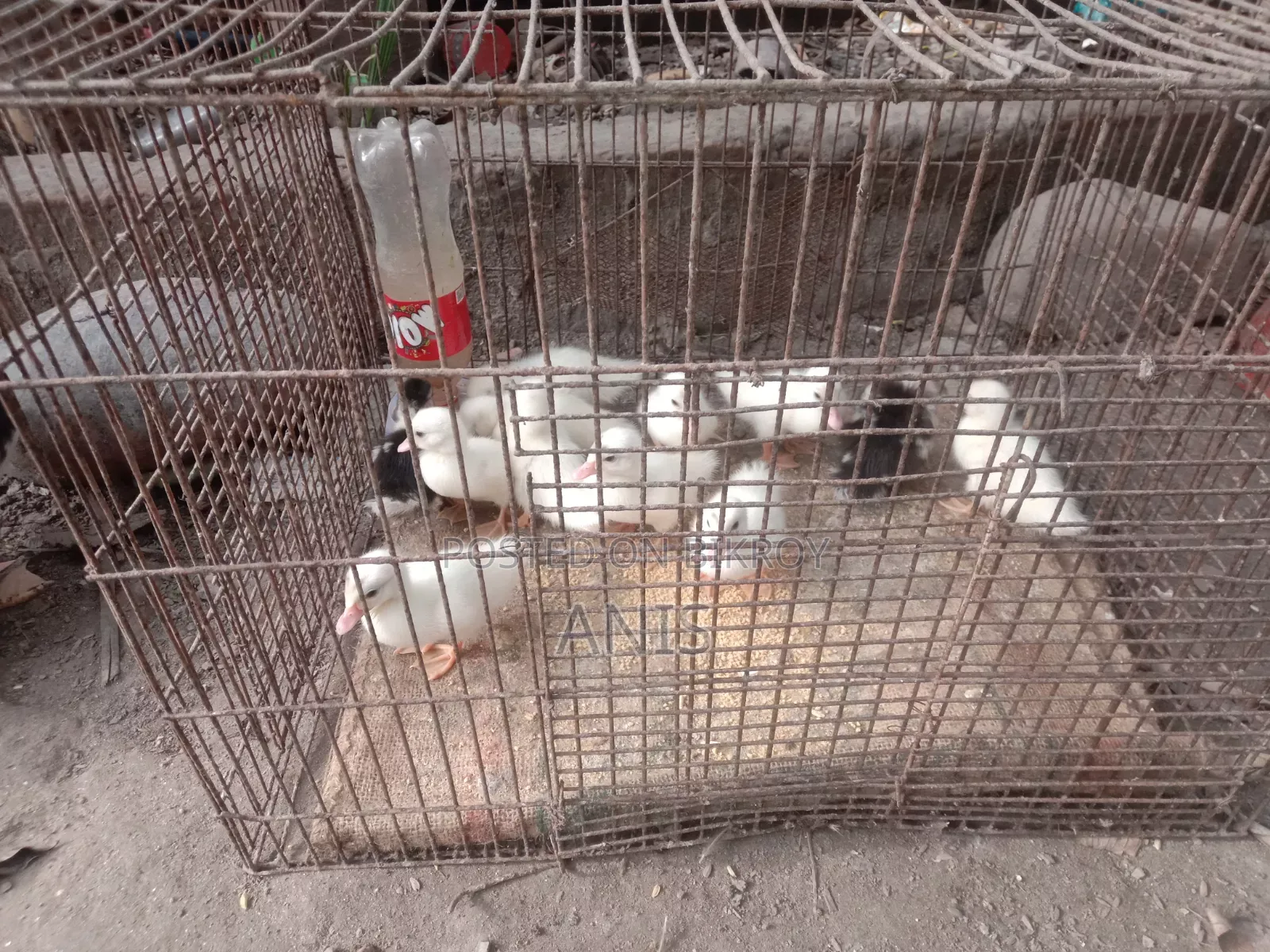 Chinese ducklings for sale.