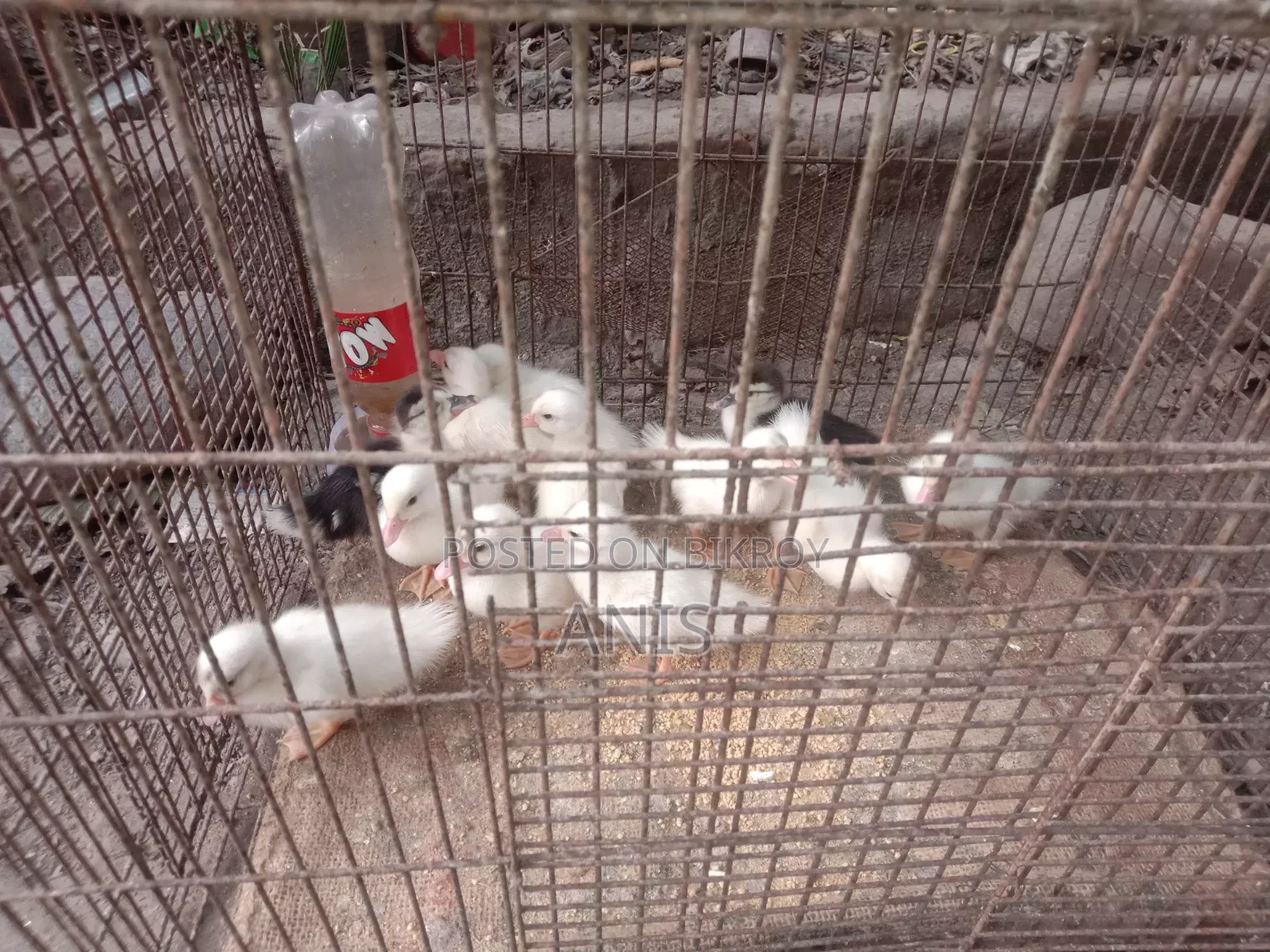 Chinese ducklings for sale.