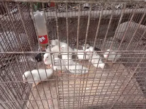 Chinese ducklings for sale.