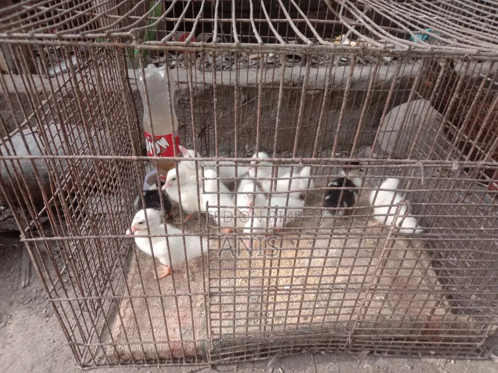 Chinese ducklings for sale.
