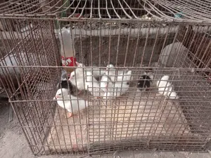 Chinese ducklings for sale.