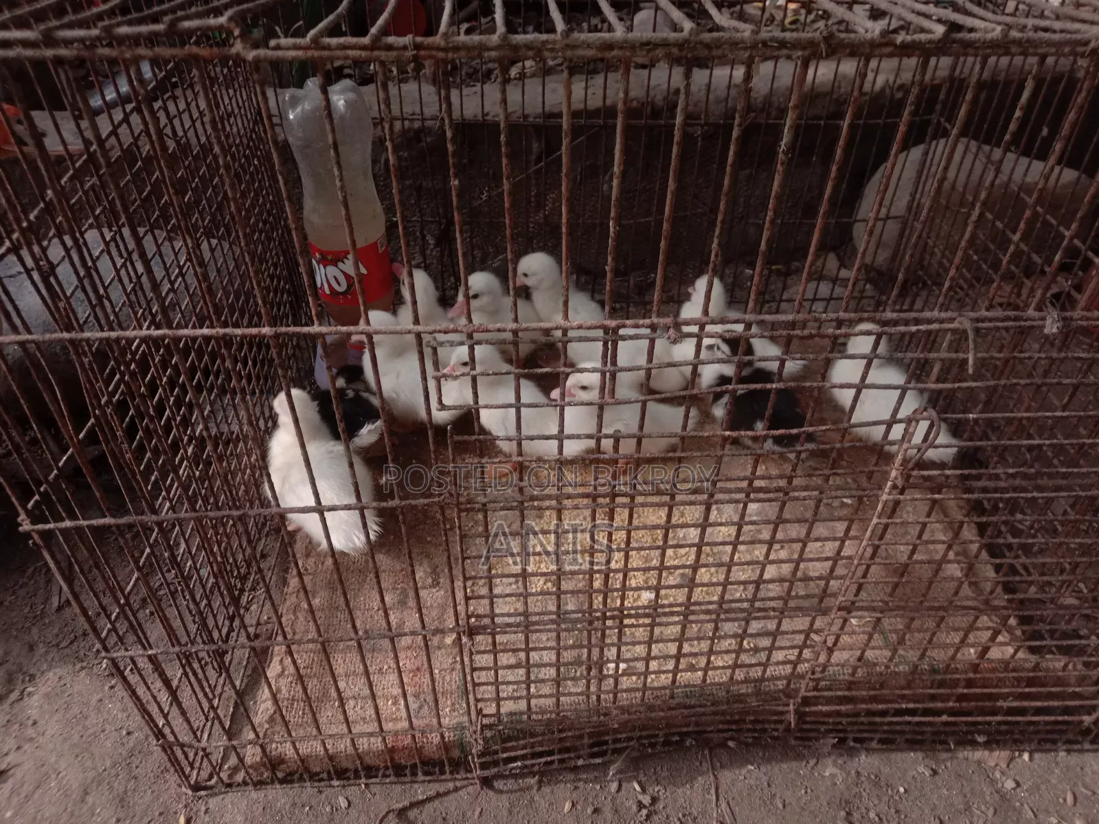 Chinese ducklings for sale.