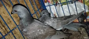 কবুতর জরুরি বিক্রয়