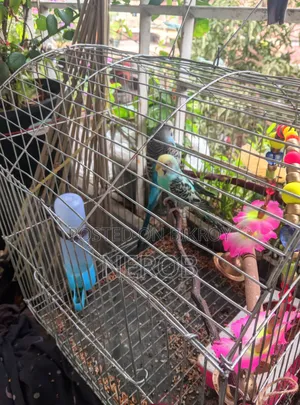 Budgie Birds