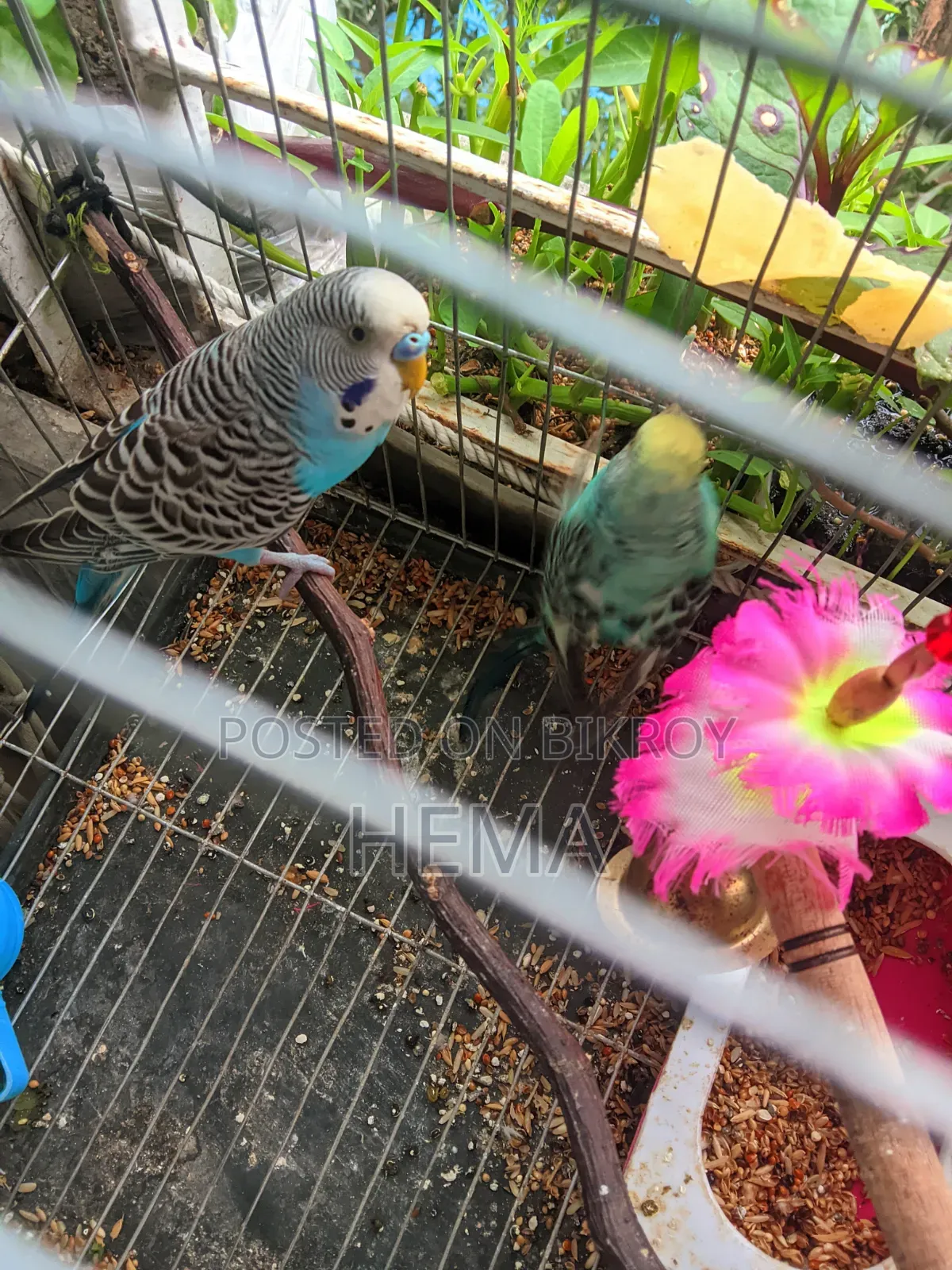 Budgerigar Bird