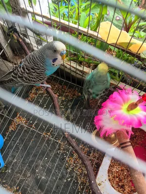 Budgerigar Bird