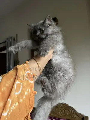 1-3 Months Male Purebred Persian