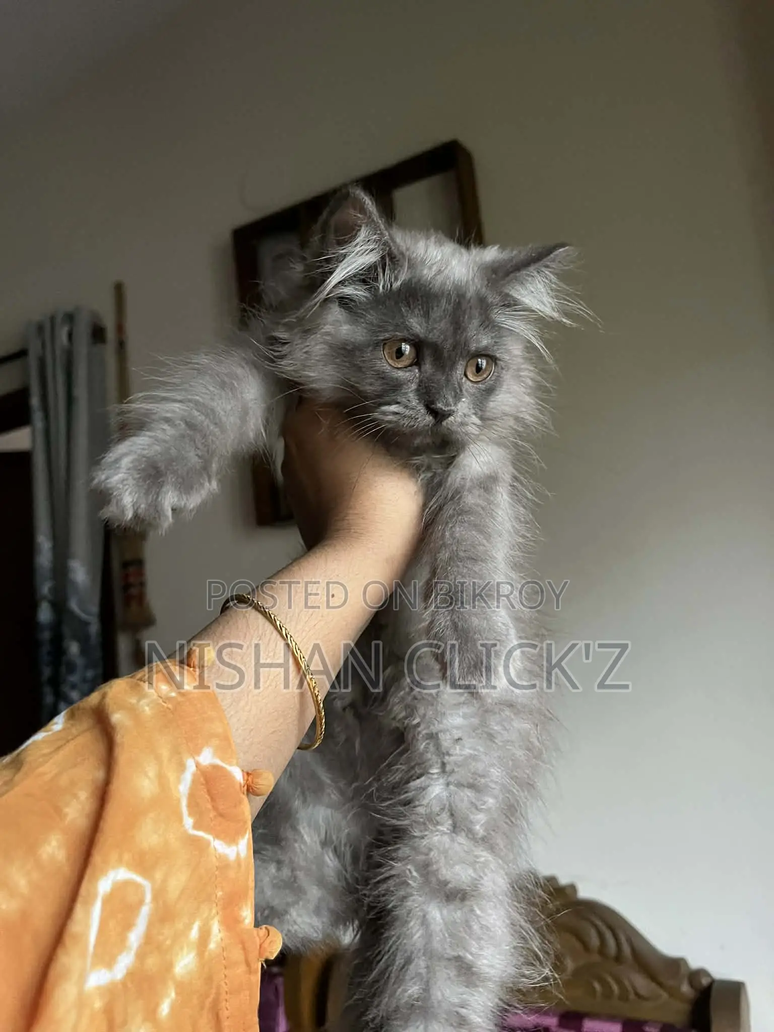 1-3 Months Male Purebred Persian