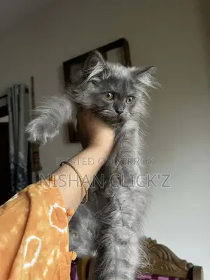 1-3 Months Male Purebred Persian