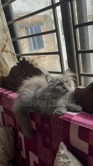 1-3 Months Male Purebred Persian