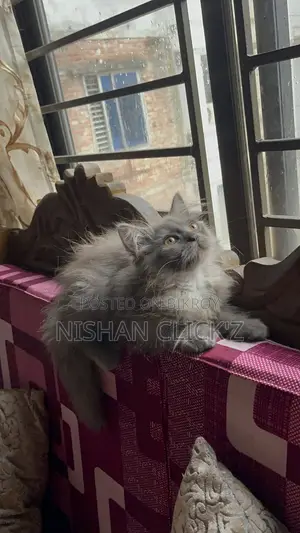 1-3 Months Male Purebred Persian