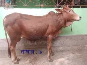 Qurbani Bull
