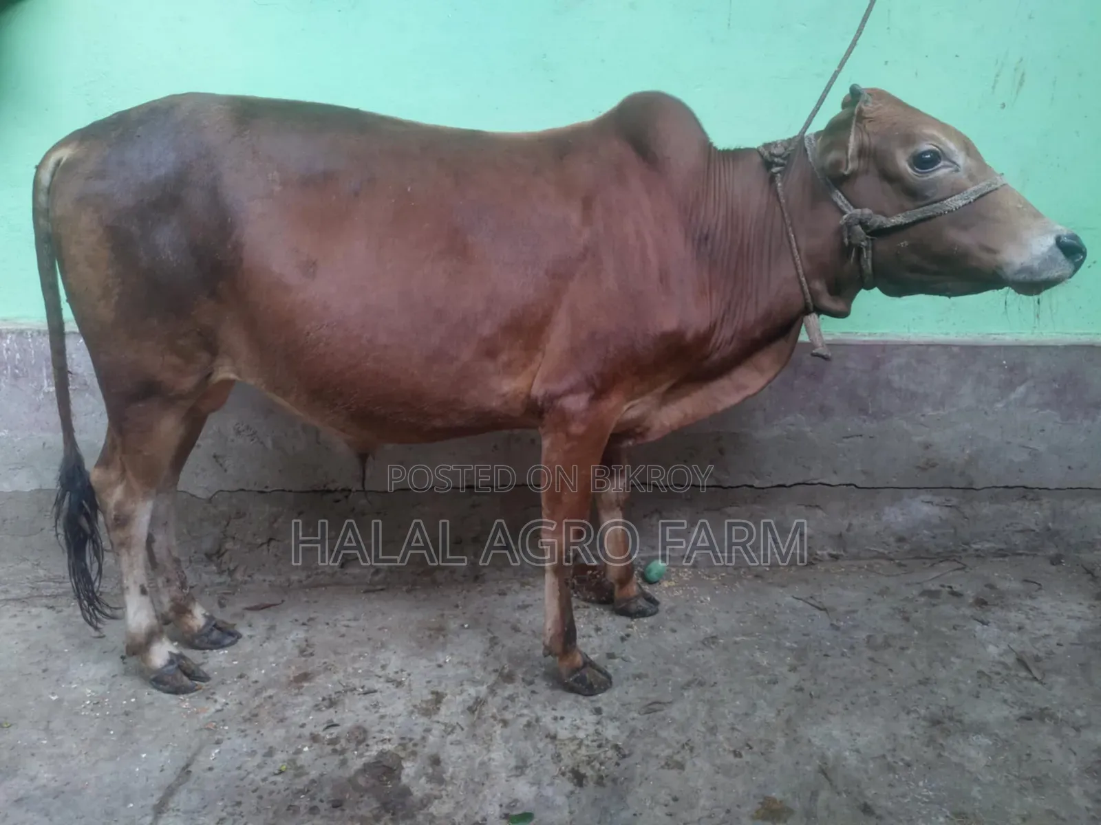 Qurbani Cow