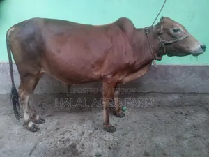 Qurbani Cow