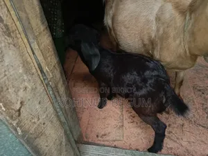 ৩ টা ছাগল ১ টা বক্রি আর ২ টা খাশি বাচ্ছা