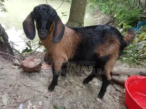 ৩ টা ছাগল ১ টা বক্রি আর ২ টা খাশি বাচ্ছা