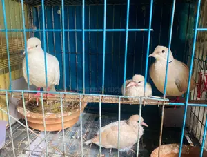 Running Dove Pair with 2 Chicks