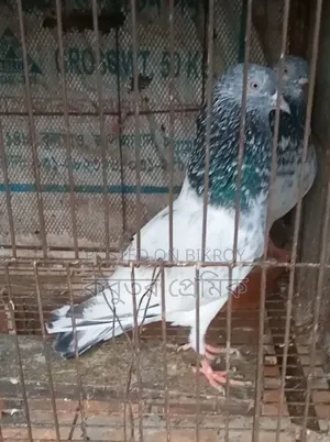Pakistani Golden Male Pigeon for Sale