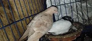Pigeons for Sale
