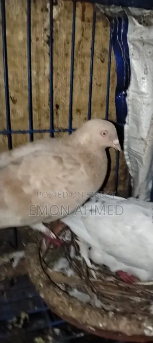 Pigeons for Sale