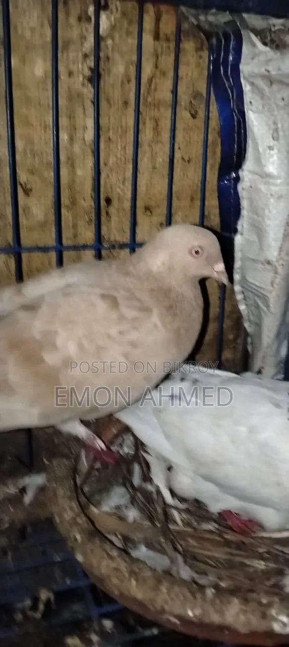 Pigeons for Sale