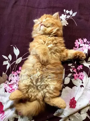 1-3 Months Male Purebred Persian Kitten