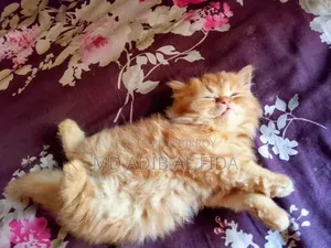 1-3 Months Male Purebred Persian Kitten