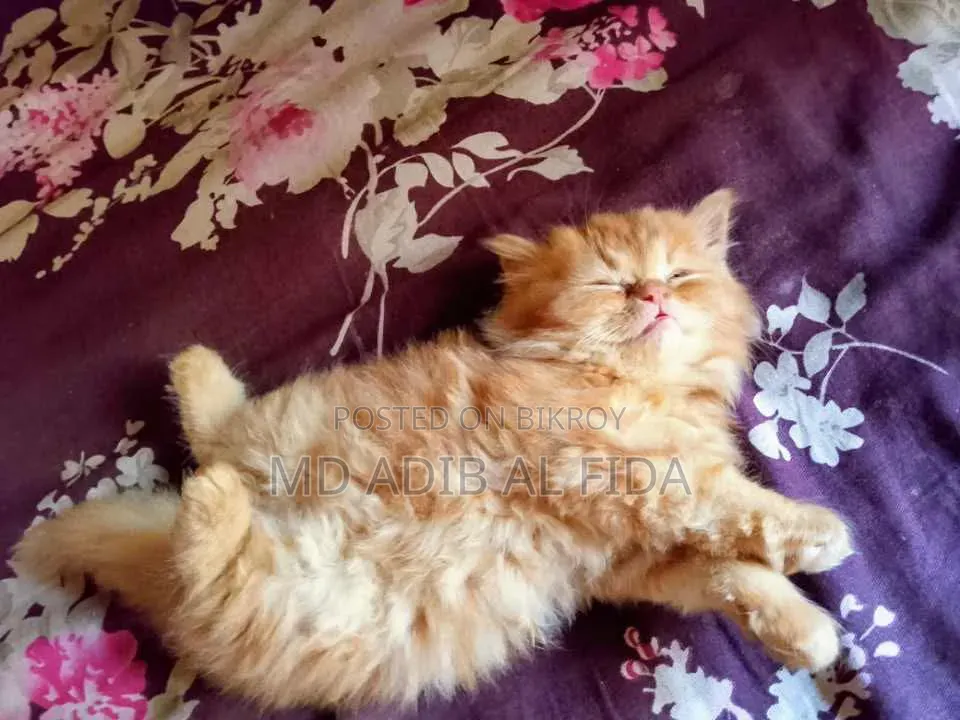 1-3 Months Male Purebred Persian Kitten