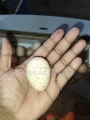 Turkey Egg