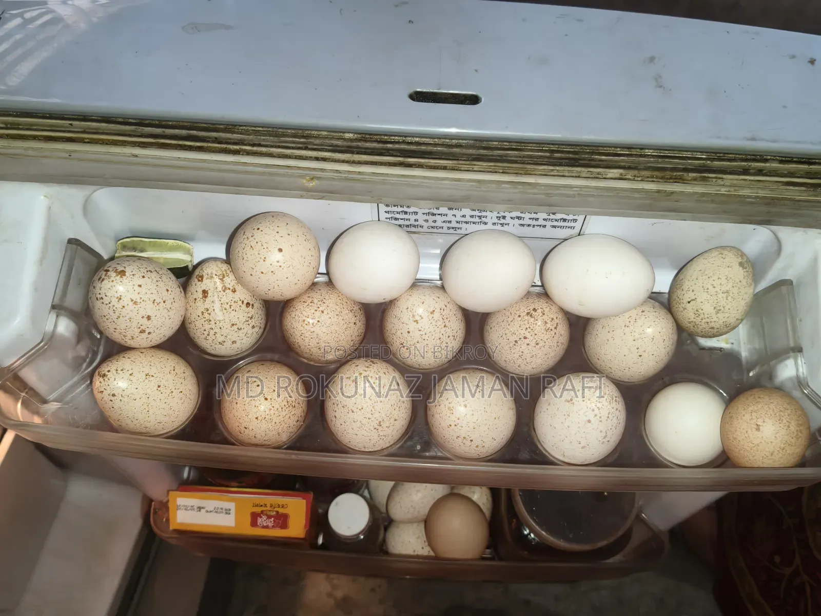 Turkey Egg