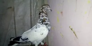 Pechuari Siraj Pigeon
