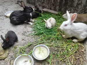 5 Rabbits for Sale