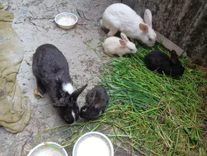 5 Rabbits for Sale