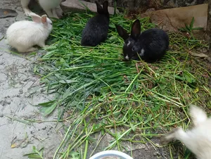 5 Rabbits for Sale