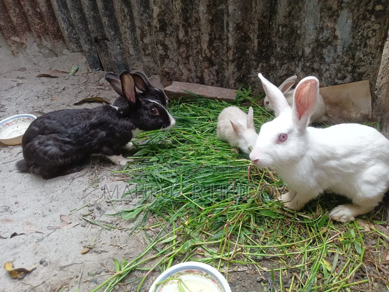 5 Rabbits for Sale