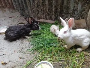 5 Rabbits for Sale
