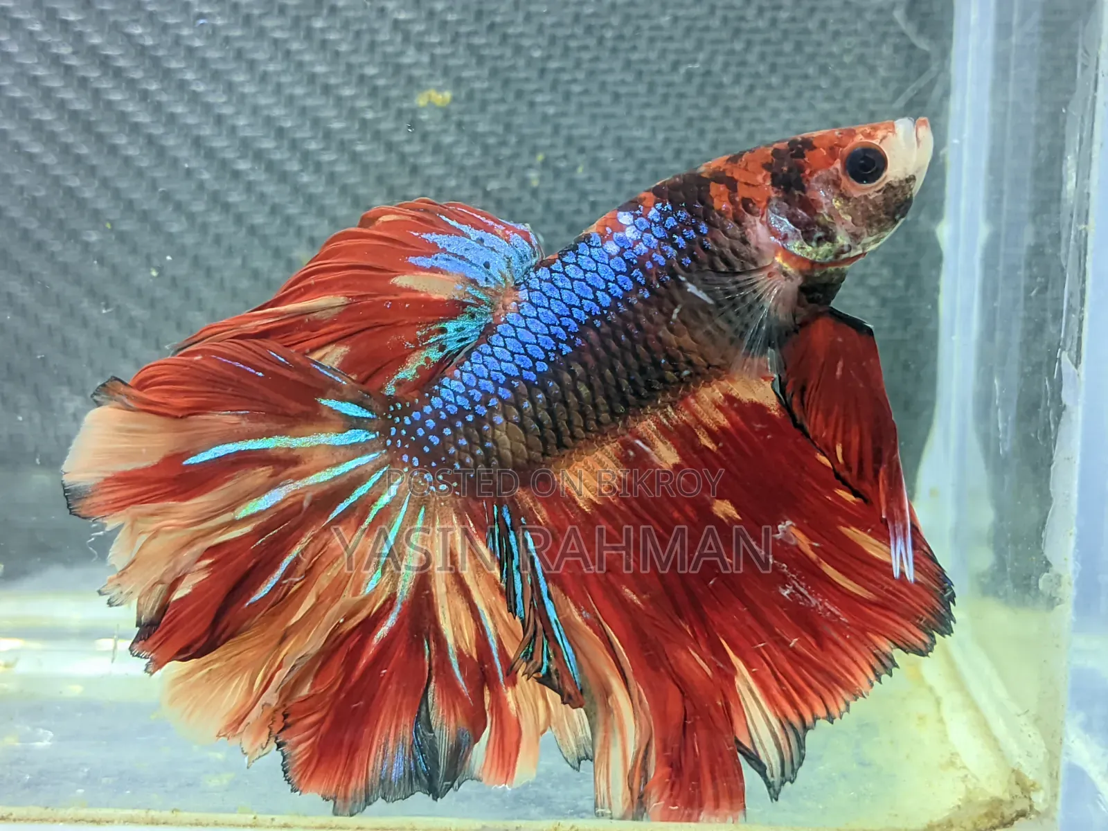বেটা ফিশ লোডেড শ্রিম্প